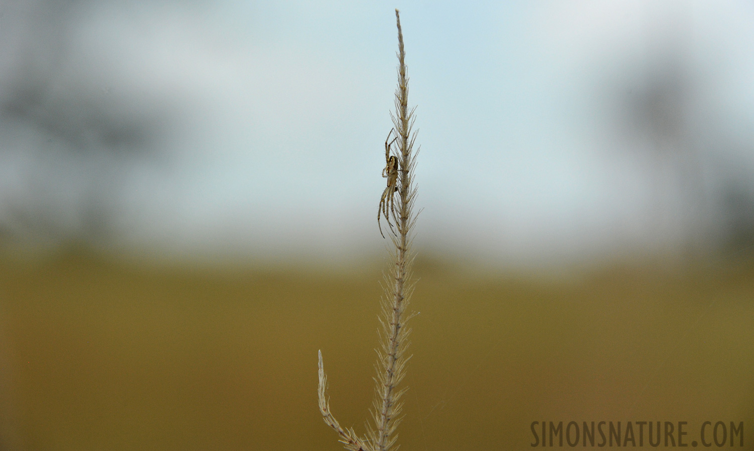 [300 mm, 1/2500 Sek. bei f / 8.0, ISO 1600]